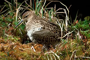 Karin Laub: Ruff / Reeve - female at nest with chick