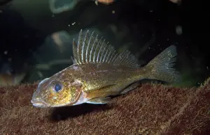 Pope: Ruffe / Pope Fish