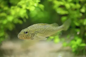 Bony Fish: Ruffe