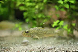 Bony Fish: Ruffe