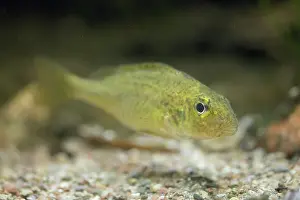 Bony Fish: Ruffe