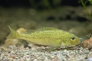 Bony Fish: Ruffe