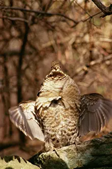 Bonasa: Ruffed Grouse