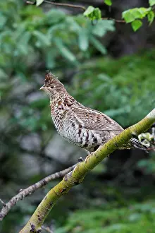 Bonasa: Ruffed Grouse