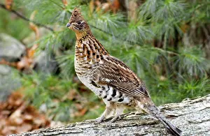 Bonasa: Ruffed Grouse
