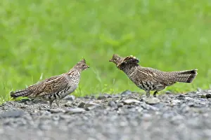 Bonasa: Ruffed Grouse
