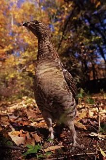 Bonasa: Ruffed Grouse