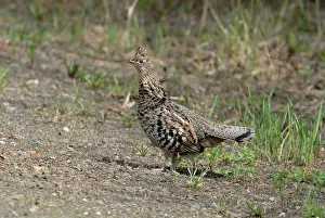 Bonasa: Ruffed Grouse