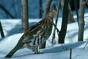 Bonasa: Ruffed Grouse
