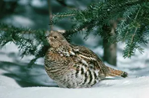 Bonasa: Ruffed Grouse