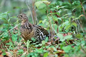 Bonasa: Ruffed Grouse