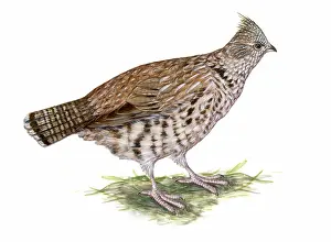 Ruffled: Ruffed Grouse