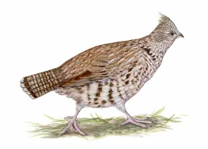 Ruffled: Ruffed Grouse