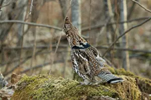 Attract: Ruffed Grouse Concealing from Predators