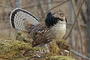 Attract: Ruffed Grouse Courtship Display