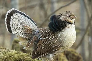 Attract: Ruffed Grouse Courtship Display