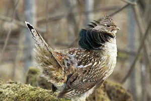 Attract: Ruffed Grouse Courtship Display