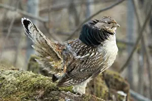 Attract: Ruffed Grouse Courtship Display