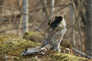 Attract: Ruffed Grouse Courtship Display