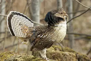 Attract: Ruffed Grouse Courtship Display
