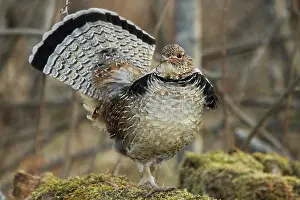Attract: Ruffed Grouse Courtship Display