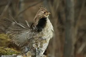 Attract: Ruffed Grouse Courtship Display