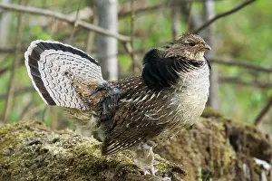 Attract: Ruffed Grouse Courtship Display