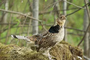 Attract: Ruffed Grouse Courtship Display