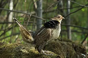 Attract: Ruffed Grouse Courtship Display