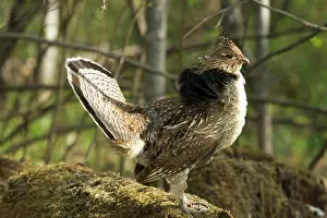 Attract: Ruffed Grouse Courtship Display