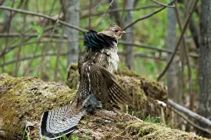 Attract: Ruffed Grouse Courtship Display