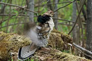 Attract: Ruffed Grouse Courtship Display