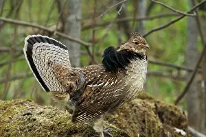 Attract: Ruffed Grouse Courtship Display
