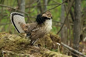 Attract: Ruffed Grouse Courtship Display