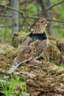 Attract: Ruffed Grouse Courtship Display