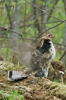 Attract: Ruffed Grouse Courtship Display