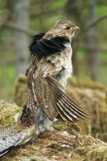 Attract: Ruffed Grouse Courtship Display