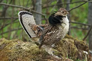 Attract: Ruffed Grouse Courtship Display