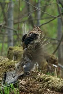 Attract: Ruffed Grouse Courtship Display