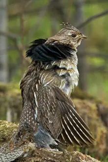 Attract: Ruffed Grouse Courtship Display