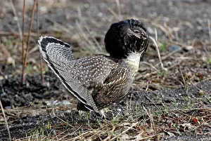 Bonasa: Ruffed Grouse Displaying