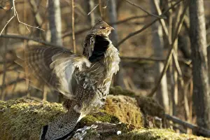 Attract: Ruffed Grouse Drumming
