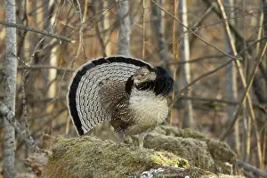Attract: Ruffed Grouse Drumming
