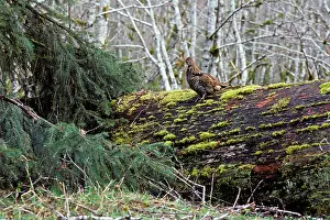 Bonasa: Ruffed Grouse on drumming log