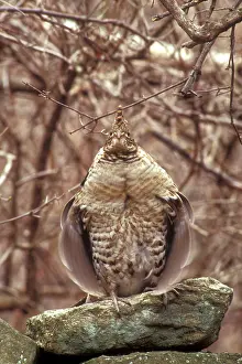 Bonasa: Ruffed GROUSE - drumming on old stone wall