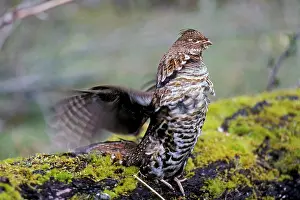 Bonasa: Ruffed Grouse drumming (spring mating-territorial