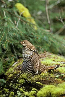 Bonasa: Ruffed Grouse drumming (spring mating-territorial display)