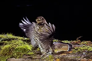Bonasa: Ruffed Grouse - drumming (spring mating-territorial display)