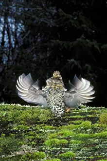 Bonasa: Ruffed Grouse drumming (spring mating-territorial display)