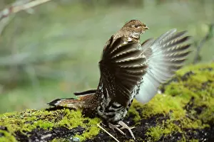 Bonasa: Ruffed Grouse drumming (spring mating-territorial display)